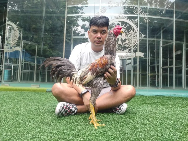 BELUM LAYAK ABAR”7,5 BULAN MUSTANG mix BETINA COPET atret tembak(BERVIDIO) SOLD OUT 