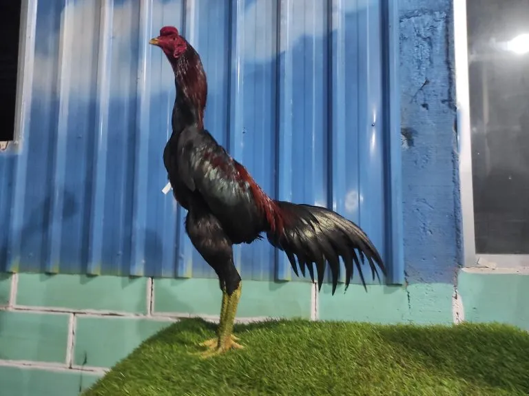 TURUN BOX”ANJING GILA x BETINA DURIAN lock brakot brutal “KERJA ISTIMEWA”(BERVIDIO) SOLD OUT 