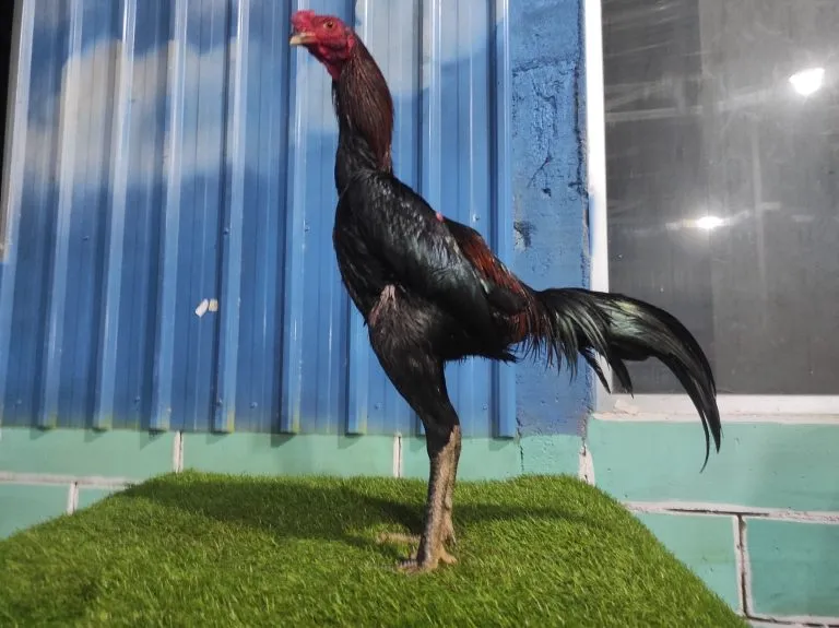 BELUM LAYAK ABAR”2X TEST TIPIS2 BLACKBULL X HONGDAM(BLACK SWAN) (BERVIDIO) SOLD OUT 