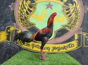 'TURUN BOX"RODTANG mix BETINA AK_47 pemukul ber efect TULANGANYA SUPER DOR( 2X BERVIDIO) SOLD OUT 