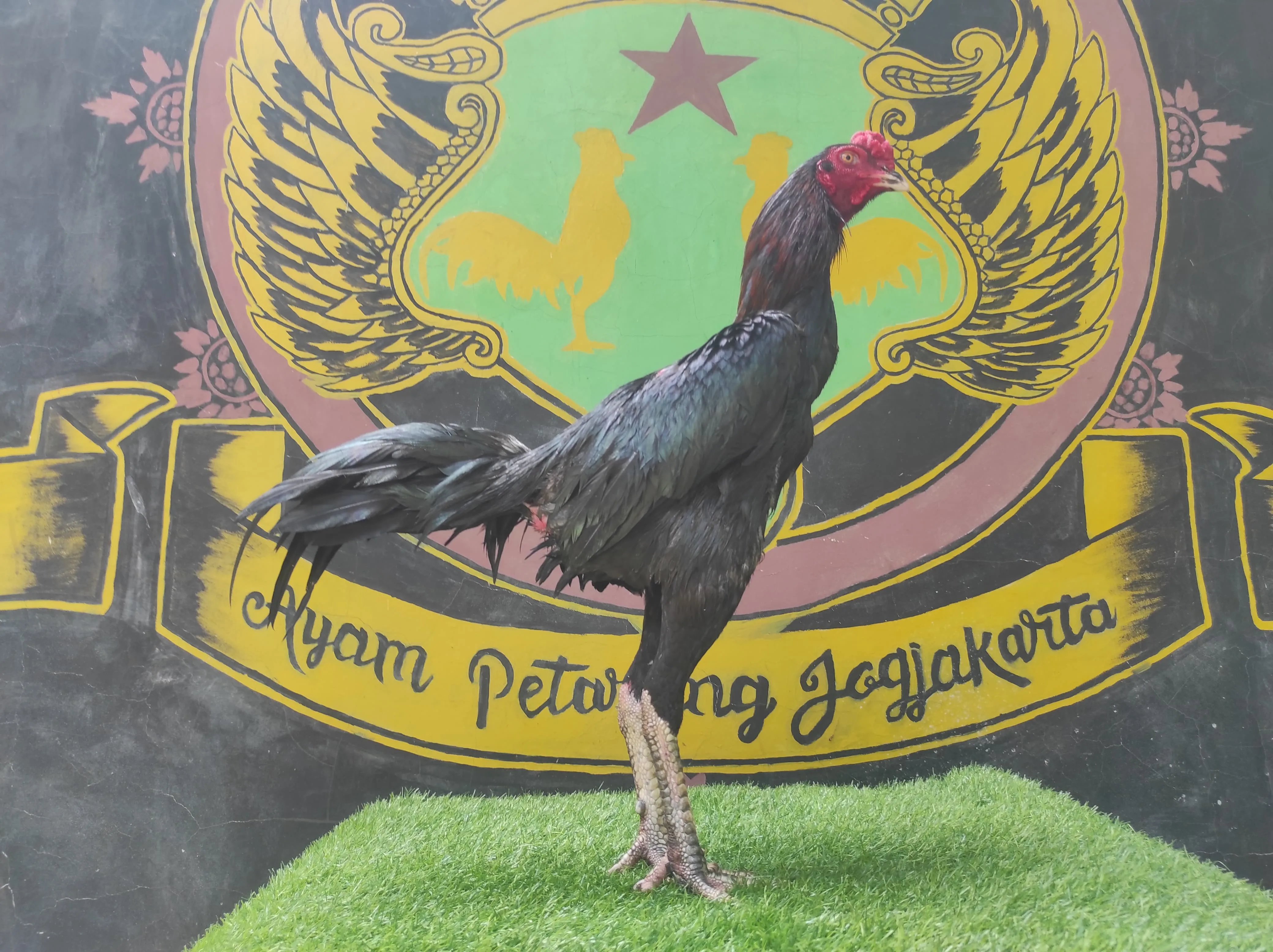 BELUM LAYAK ABAR” BLACKBULL KRATING x BETINA HONGDAM(BLACK SWAN) lock brakot brutal( BERVIDIO ) SOLD OUT 