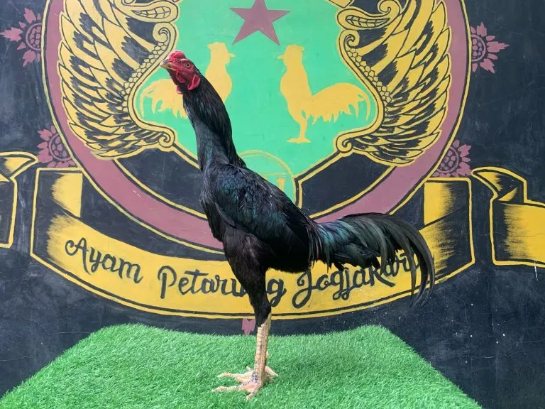 TURUN BOX”BLACKBULL X ATHLETE super kerja pukul super lock (BERVIDIO)SOLD OUT