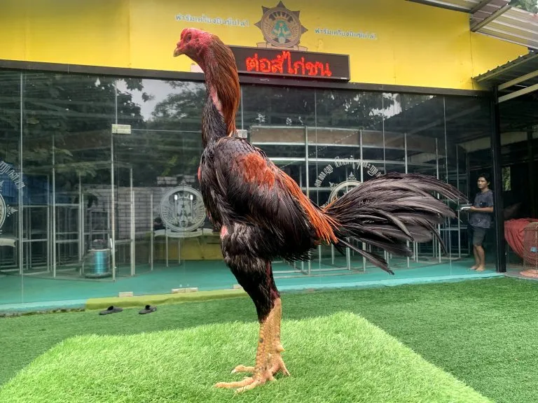 WIN 3X JARUM X PAKU PART 03 super jalu & aman kerjanya “ayam pengalaman”(BERVIDIO) SOLD OUT 