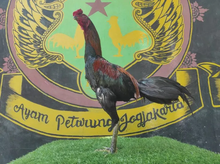 TURUN BOX”TERMUDA GERBONG MAUT X BETINA NEGRO pukulan tetep mematikan(BERVIDIO) SOLD OUT 