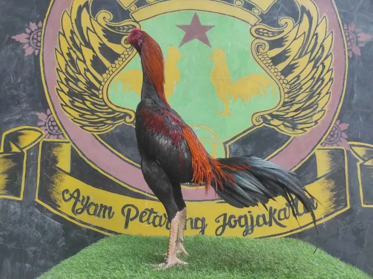 BELUM LAYAK ABAR”MANEDAENG X ARJUNA tulanganya super big size(BERVIDIO) SOLD OUT 