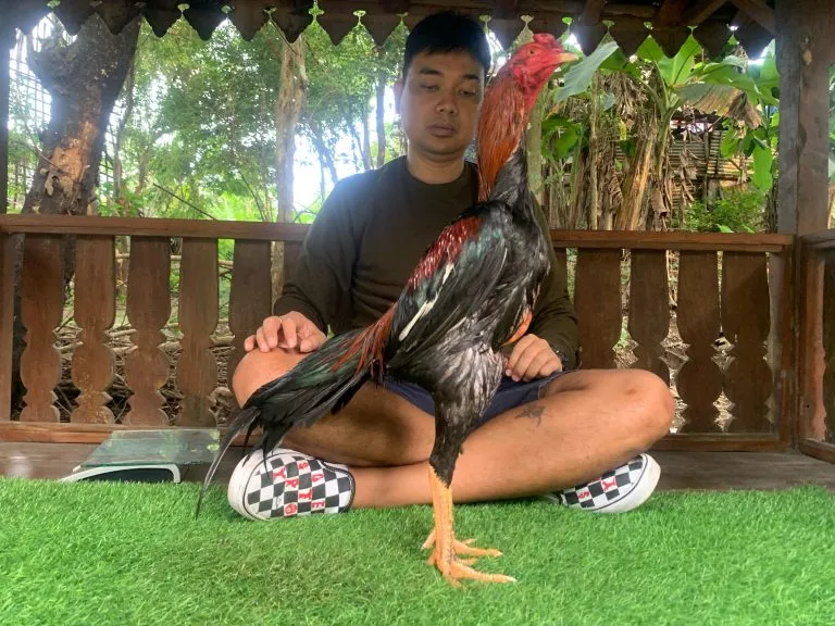 “TURUN BOX” TRAH SI PETIR GENERASI TERTUA X BETINA CAKRA “SI SETRUM”(BERVIDIO) SOLD OUT 