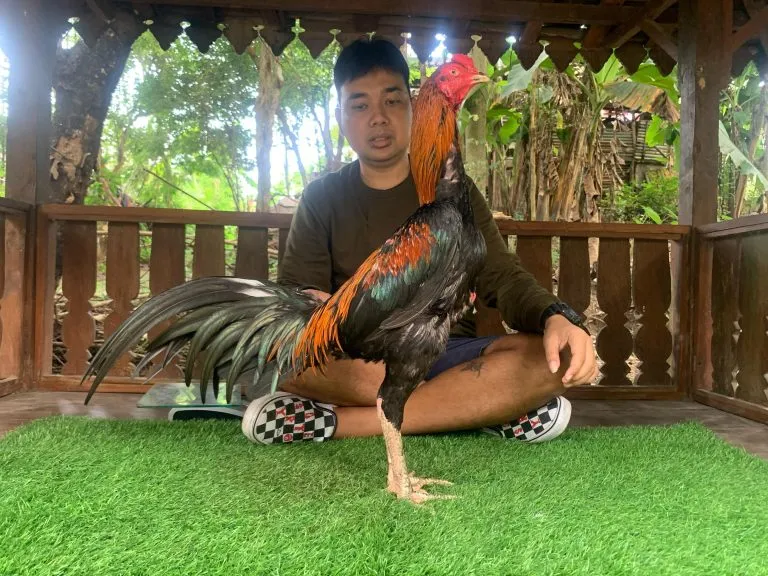2X TEST “GERBONG MAUT X NEGRO”GEN 1 pukulanya teteap pematah leher (BERVIDIO) SOLD OUT 