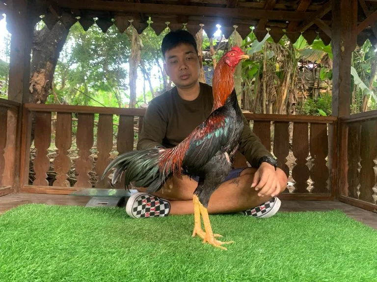 VVIP CALON MEWAH BLOODLINE BOOMBER X MANEDAENG “SI BIMA”ayam pukul telak(BERVIDIO) SOLD OUT 
