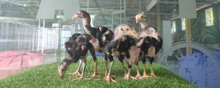 anakan yang tahan relly panjang BLACKBULL KRATING(MR TELEEK) mix BLACK SWAN(HONGDUM)(BERVIDIO) SOLD OUT 