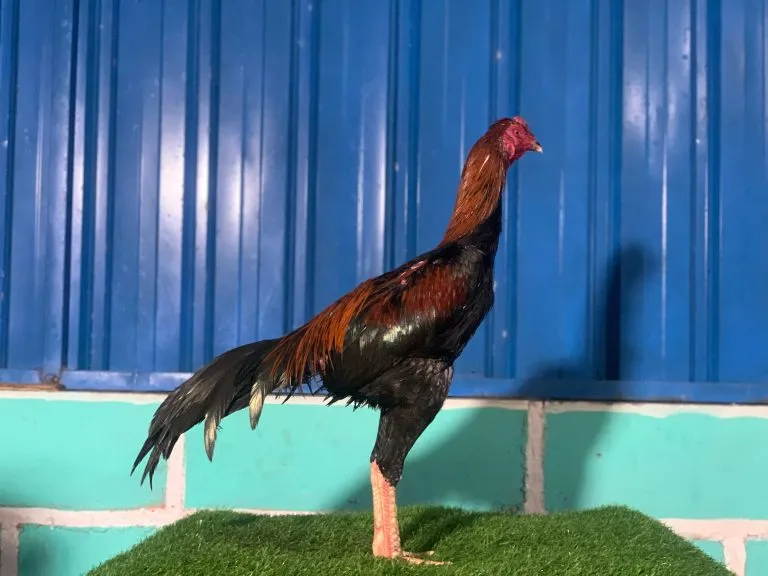 TURUN BOX”ANJING GILA X MANEDAENG tulanganya istimewa “lock brakot”(BERVIDIO) SOLD OUT