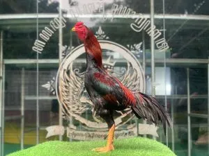 VVIP CALON MEWAH BLOODLINE BOOMBER X MANEDAENG “SI BIMA PART 03″ayam pukulan telak(BERVIDIO) SOLD OUT 