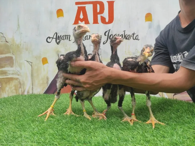 4 EKOR 2 JANTAN 2 BETINA “BLACKBULL X MANEDAENG”TULANGAN SUPER DOR(BERVIDIO) SOLD OUT