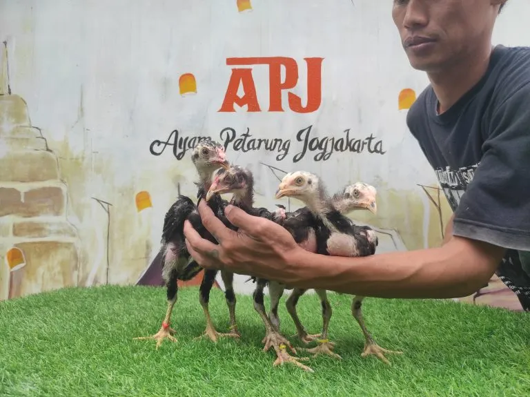 ASWINDAM X DURIAN brakot brutal 2 jantan 2 betina (BERVIDIO) SOLD OUT 