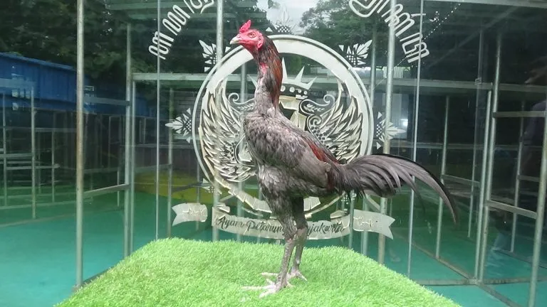 “TURUN BOX”obat pakhoey dan ayam tekhnik “F1 SANKOEN(MESSUWAN FARM) X BETINA IMPORT NONG JIN FARM”(BERVIDIO) SOLD OUT 