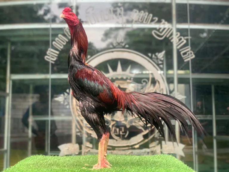 BLOODLINE ANJING GILA X JAGUAR “SI DRACO”PART 01 di cetak untuk bikin lawan pusing langkah(BERVIDIO)(SOLD OUT)