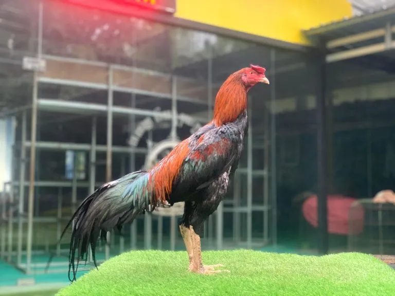 “TURUN BOX”WISANGGENI TERMUDA “BLOODLINE GERBONG MAUT mix BETINA HONGDAM(BLACK SWAN)(BERVIDIO) SOLD OUT 