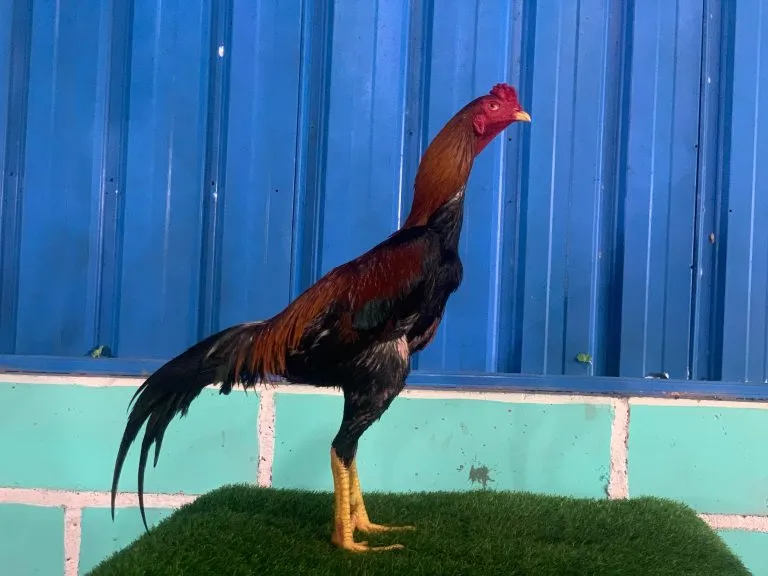 GARANSI”SUPER VVIP”3X TEST”SI TIGER”BLOODLINE LEGENDA X betina MANEDAENG X RODTANG”tinggal lanjut”(2X BERVIDIO) SOLD OUT 