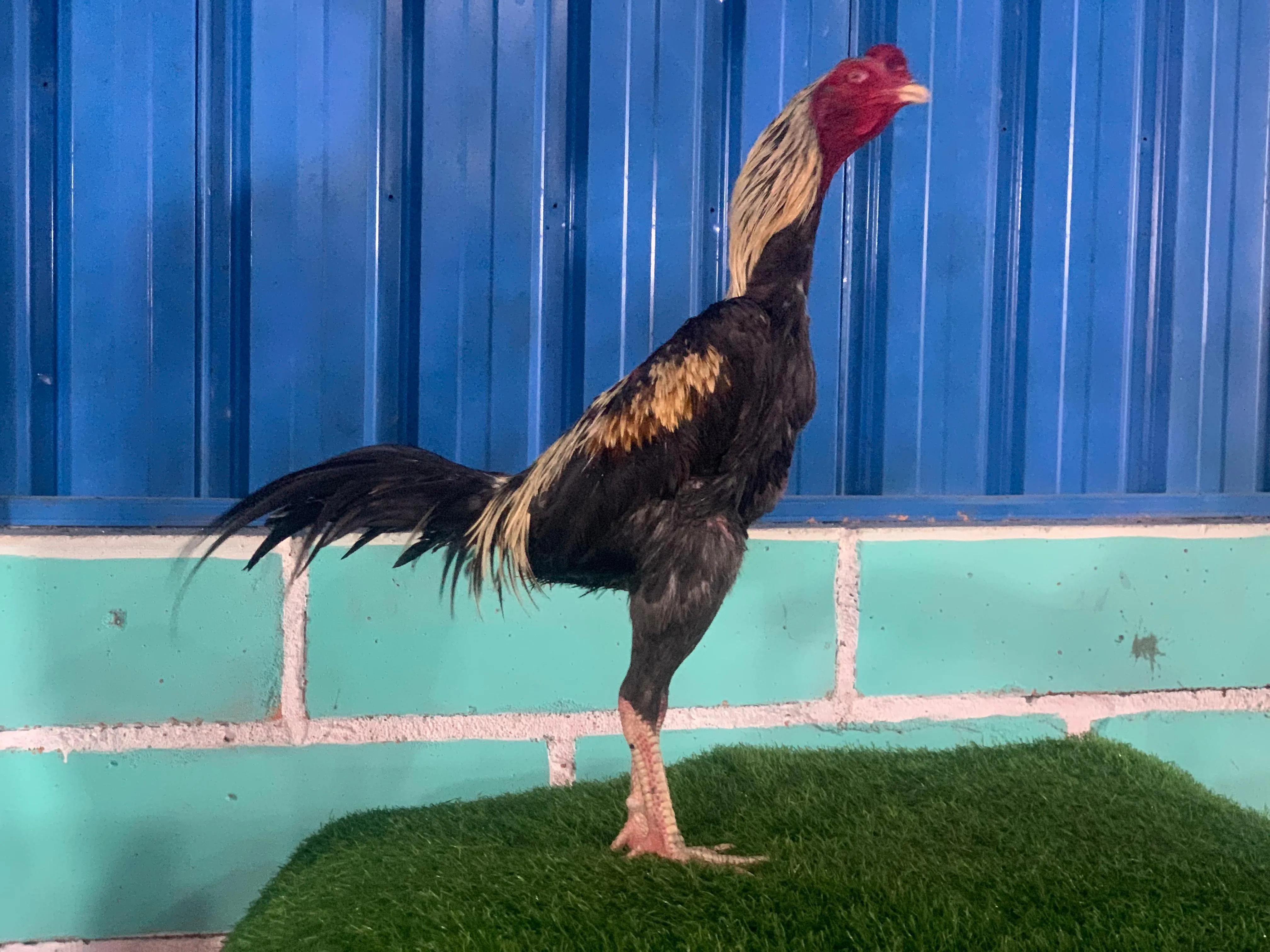 ‘TURUN BOX”SI HERO” BLOODLINE GARAGA X BETINA SPYDER pukulan perusak(BERVIDIO) SOLD OUT 
