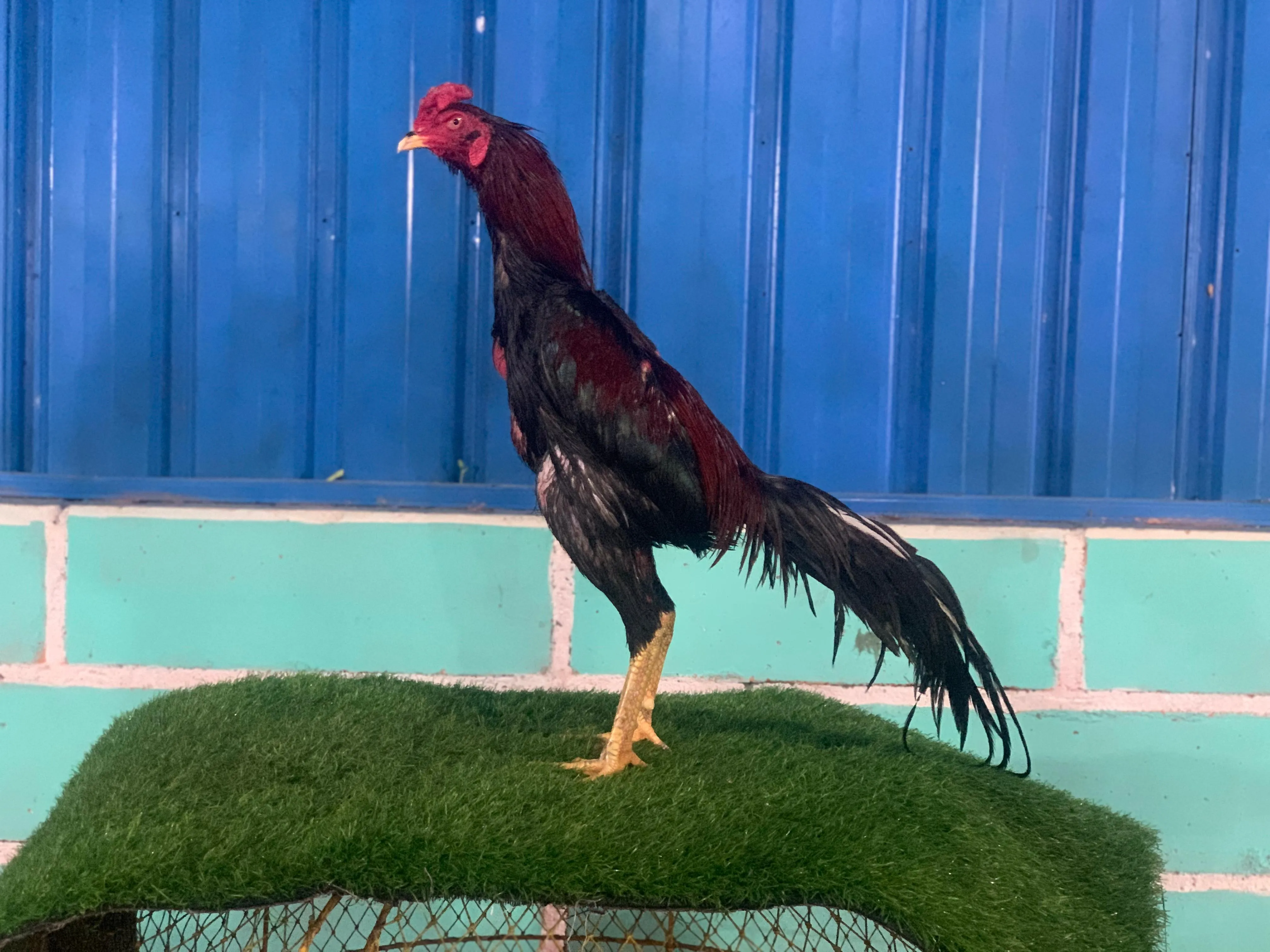 3X TEST “WISANGGENI PART 04″BLOODLINE GERBONG MAUT X HONGDAM(BLACK SWAN)(2xBERVIDIO) SOLD OUT 