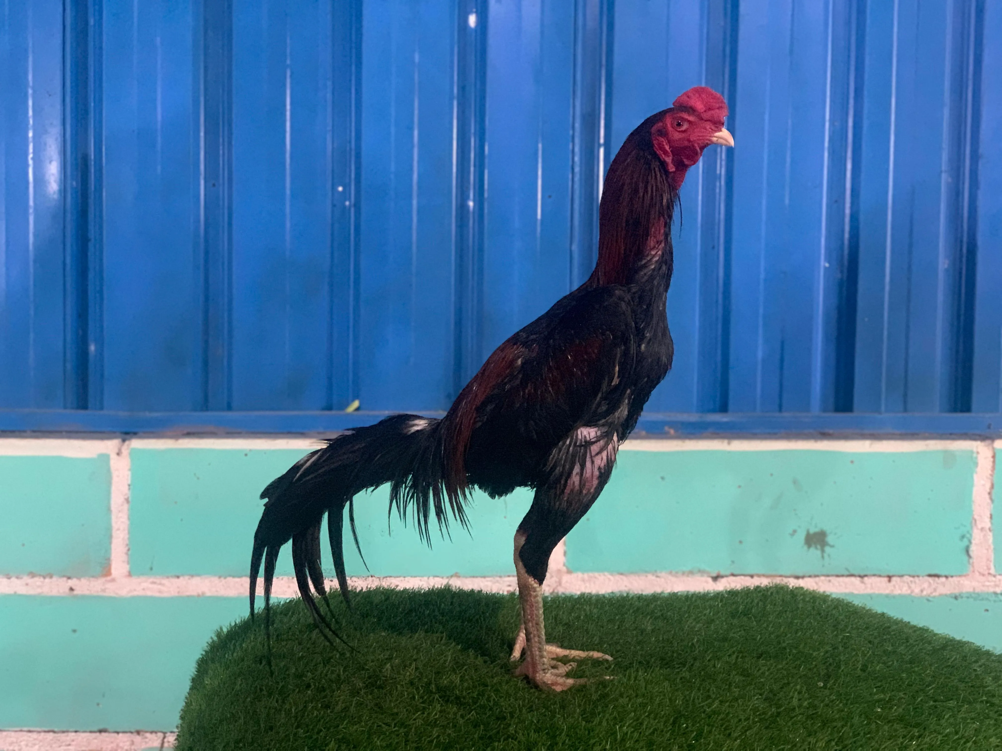 “TURUN BOX”SI BIMA”full brutal “BLOODLINE BOOMBER X BETINA MANEDAENG”PAAART 05(BERVIDIO) SOLD OUT 