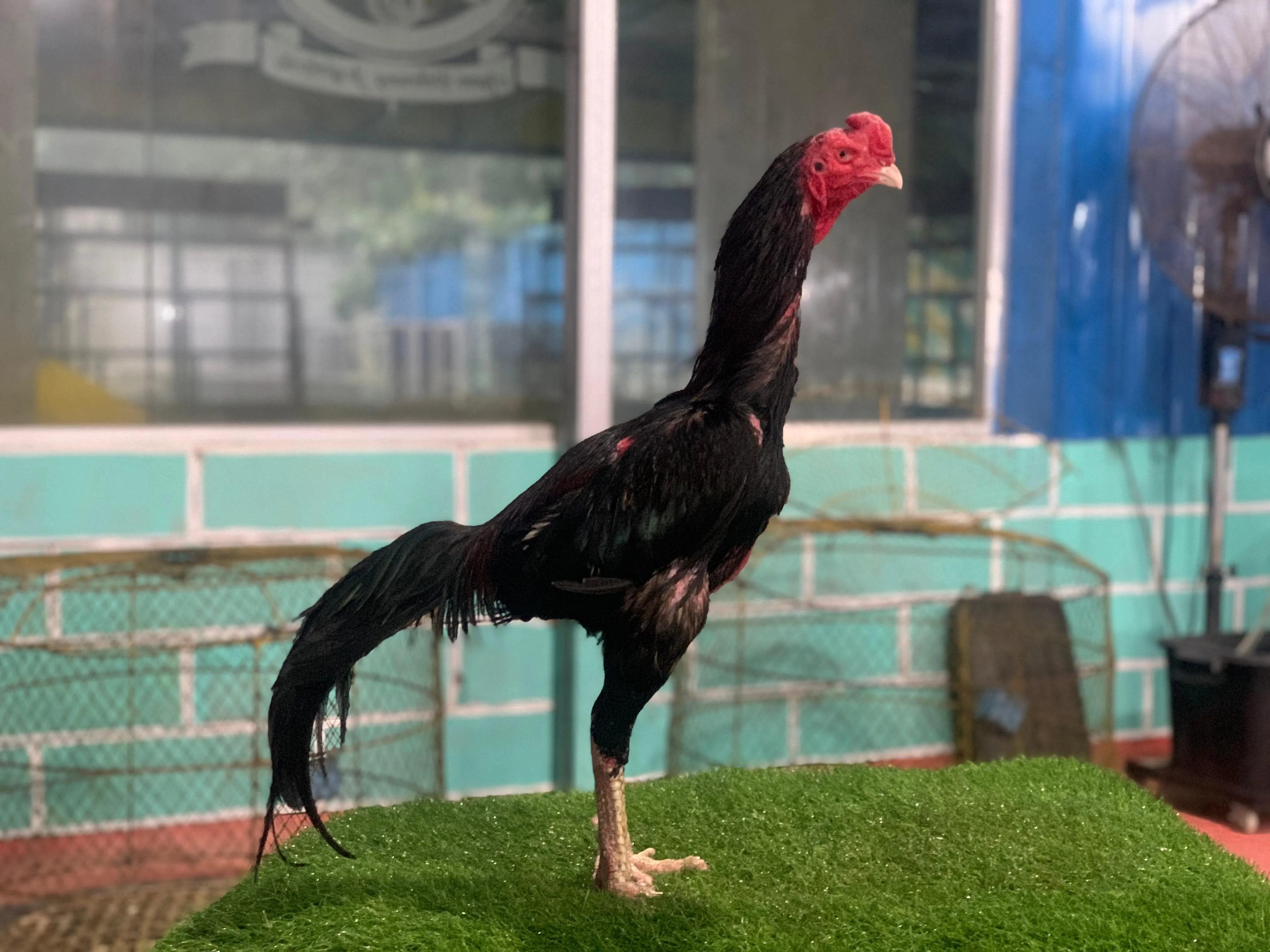 3X WIN “PASCA MABUNG””ATHENA PART 02″BLOODLINE BLACK BULL KRATING(MR TELEEK PRANBURI FARM)X JAGUAR brakot2 full komplit ,bawah ok,atas lock PUKULAN KAGET(BERVIDIO) SOLD OUT 
