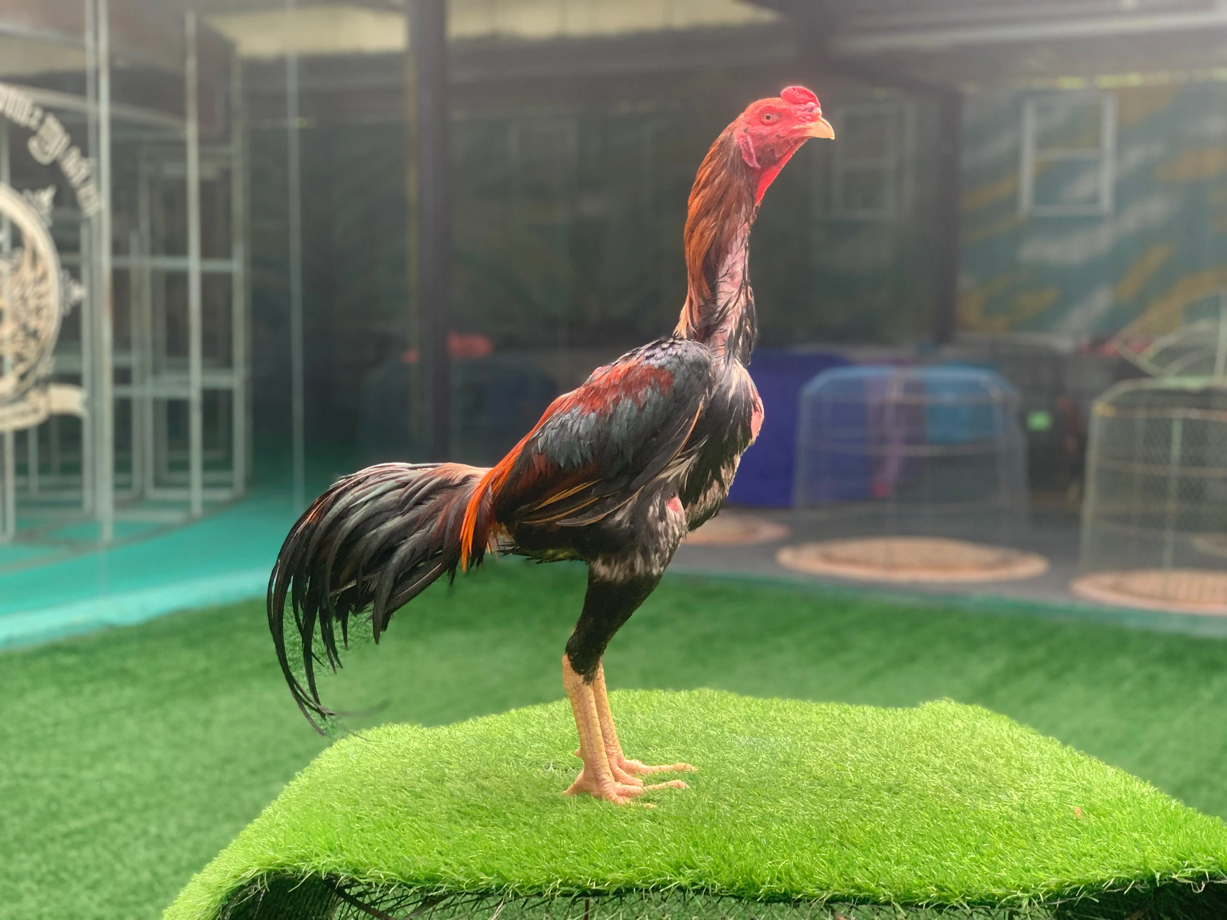 SUPER VVIP”KOLEKSIAN” brakot super lock kuncian full & brakot “SI DRACO PRT 03 SENIOR”bloodline ANJING GILA X JAGUAR di cetak untuk ayam unggul(BERVIDIO) SOLD OUT 