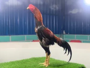 3X TEST “SI APOLLO 02″BLOODLINE ASWINDAM(SAMEAW FARM MANOPH PHOTENG)X BETINA ARJUNA pukulanya gak ada obat semi drum(BERVIDIO) SOLD OUT 