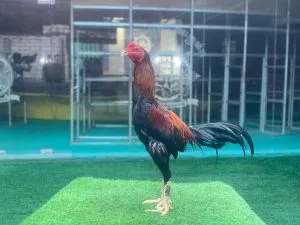 “TURUN BOX”SI APOLLO 03 “BLOODLINE ASWINDAM (SAMEAW FARM MANOPH PHOTENG) X BETINA ARJUNA pukulanya gak ada obat semi drum(BERVIDIO) SOLD OUT 