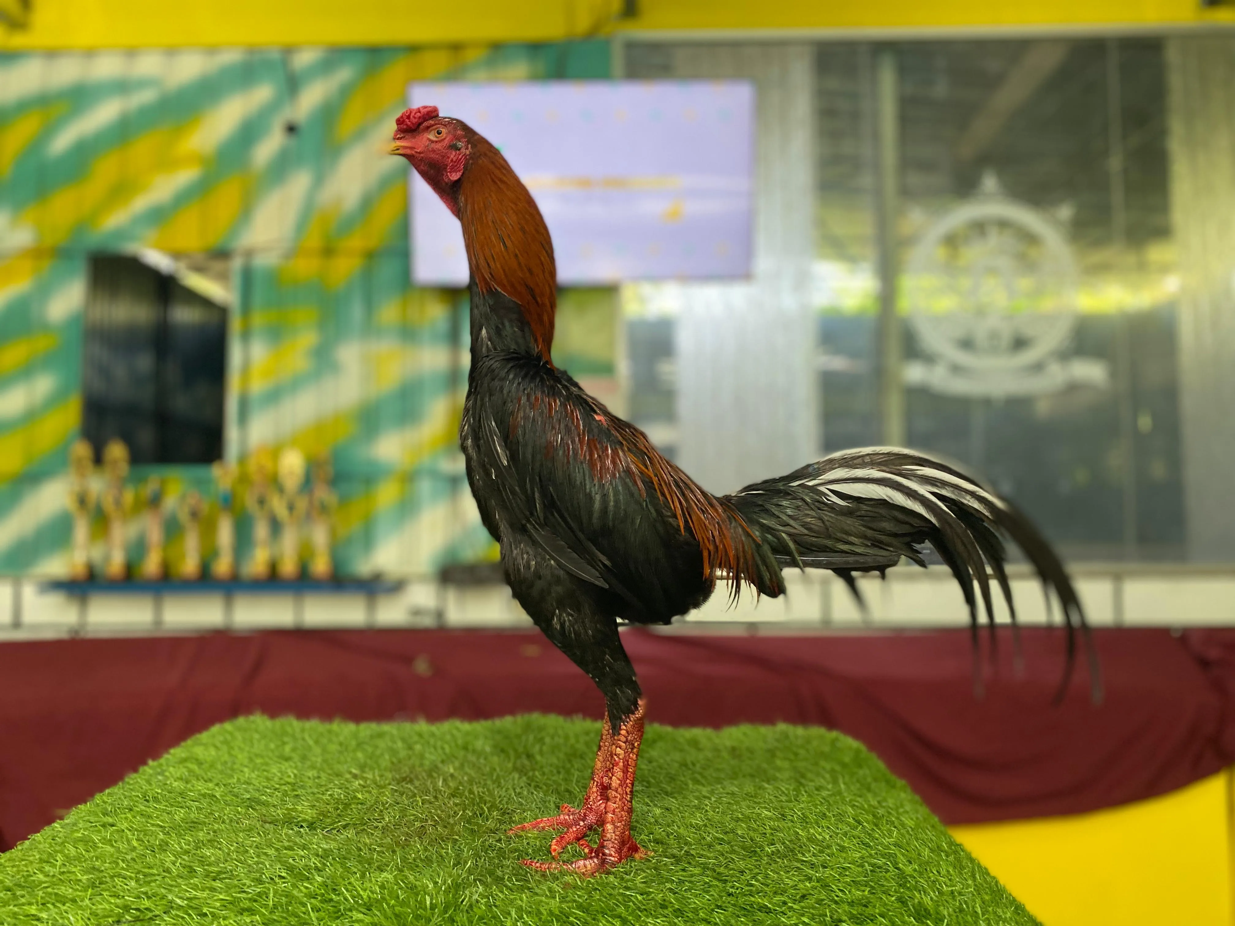 “TURUN BOX”belum layak abar semi drum “APOLLO PART 05” bloodline aswindam(sameaw farm Mr manoph photeng ) mix betina Arjuna(2x BERVIDIO) SOLD OUT 