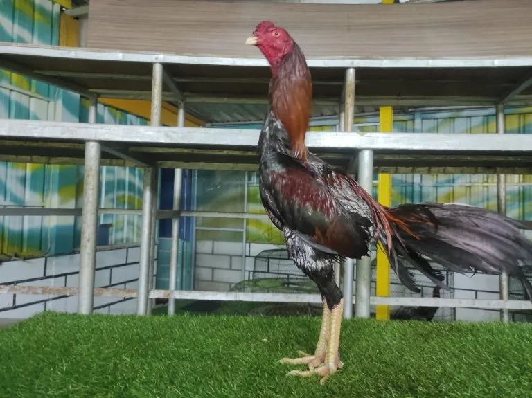 2X TEST “SI SONOKELING 04″BLOODLINE BOOMBER X BETINA BADAR BESI”khusus pukul 1 ton”I(BERVIDIO) SOLD OUT 