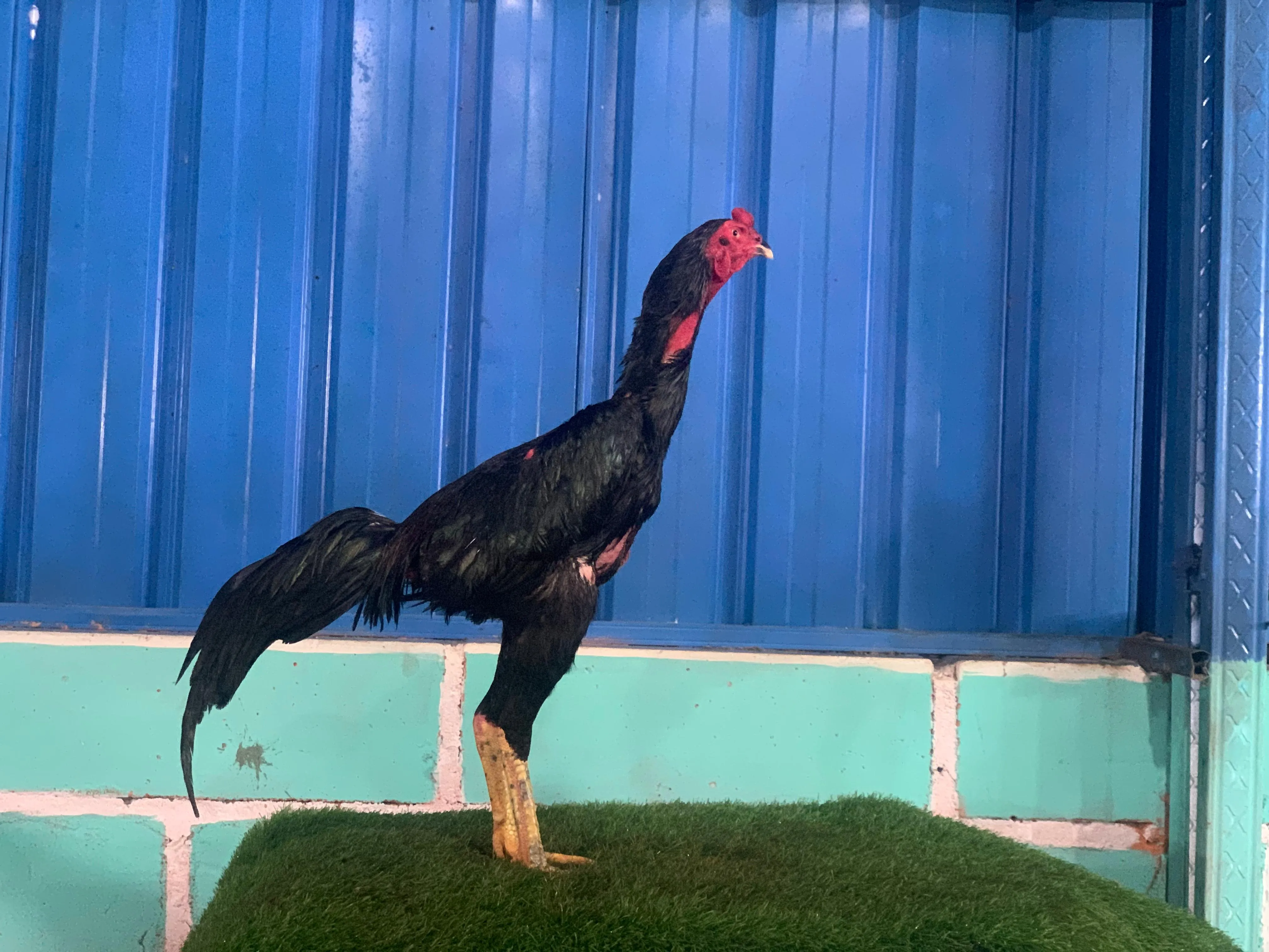 COOLECTION SUPER VVIP “HELIOS 03″BLOODLINE BLACKBULL KRATING (MR TELEEK)X BETNA BLACKBULL RONIN(SAMEAW FARM)(BERVIDIO) SOLD OUT 