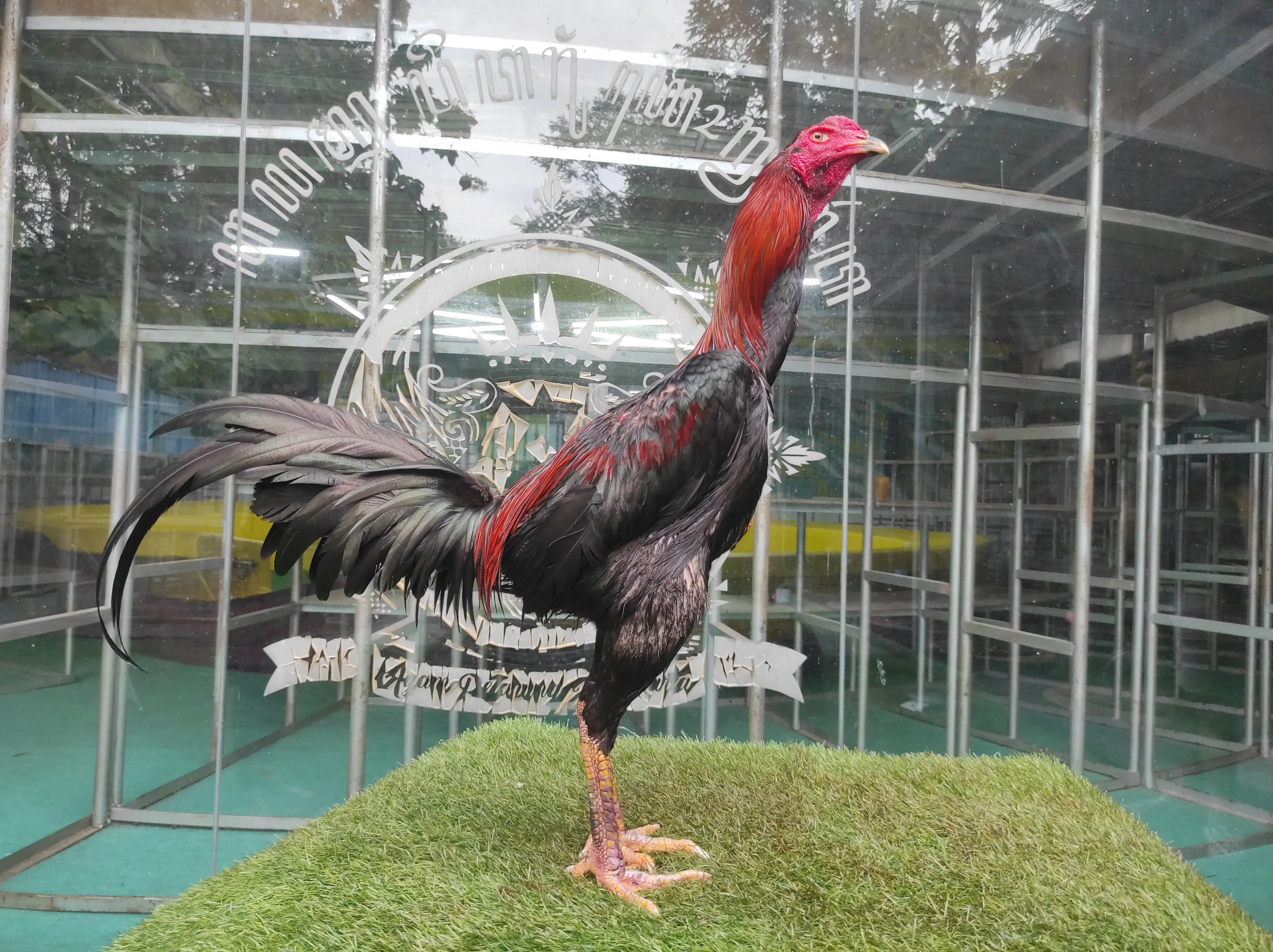 4X TEST “ATHENA 04″BLOODLINE BLACKBULL KRATING MR TELEEK (PRANBURI FARM) X JAGUAR”brakot dan pukul super(BERVIDIO) SOLD OUT