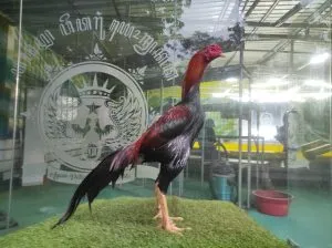 “2X TEST TIPIS2″TIGER 06 BLOODLINE LEGENDA X BETINA MANEDAENG MIX RODTANG (BERVIDIO)(SOLD OUT)