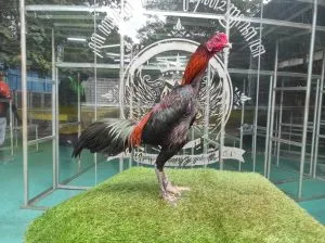 3x test urat sudah ok”WISANGGENI 06″BLOODLINE GERBONG MAUT X BETINA HONGDAM(BLACK SWAN)(BERVIDIO) SOLD OUT 