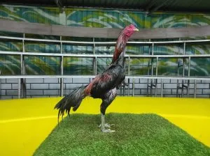 “TURUN BOX”WISANGGENI 07 “BLOODLINE GERBONG MAUT X BETINA HONGDAM (BLACK SWAN)(BERVIDIO)