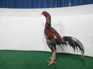 3X WIN KELAR MABUNG “GARAGA X BETINA SADAM(OLAN FARM) full lock kunci dan pukul jadi(BERVIDIO)(SOLD OUT)