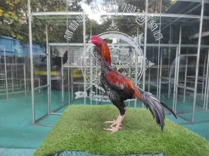 3X TEST LOT”TIGER 07 “HARAM KEPALA”BLOODLINE LEGENDA X BETINA MANEDAENG MIX RODTANG (BERVIDIO) SOLD OUT