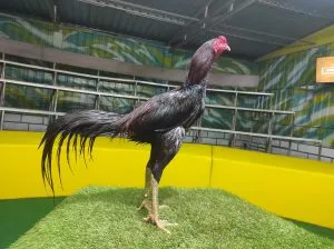 4X TEST “SI ATHENA 05″BLOODLINE BLACKBULL KRATING(MR TELEEK PRANBURI FARM)X BETINA JAGUAR(2X BERVIDIO) SOLD OUT 