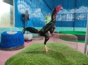 COLLECTION SUPER VVIP”HELIOS 04″BLOODLINE BLACKBULL KRATING(MR TELEEK)X BETINA BLACKBULL RONIN (SAMEAW FARM MR MANOPH)(BERVIDIO) SOLD OUT 