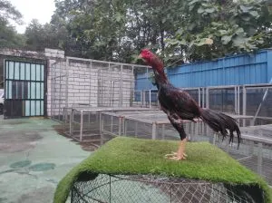 2X TEST “SI ATHENA 06″BLOODLINE BLACKBULL KRATING(MR TELEEK PRANBURI FARM)X BETINAJAGUAR(BERVIDIO) SOLD OUT 