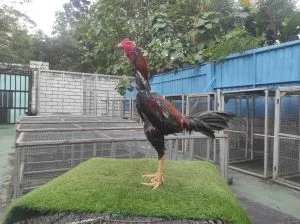 3X TEST LOT “HUNTER”BLOODLINE KRURUN X BELUT OLI super lock super pukul(BERVIDIO) SOLD OUT 