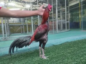PELATIH/GURU APJ “PASCA MABUNG PERTAMA”SI GERBONG MAUT X SI MENIT WIN 3X super jalu (BERVIDIO) SOLD OUT 