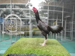 COLLECTION SUPER VVIP”HELIOS 05″BLOODLINE BLACKBULL KRATING(MR TELEEK PRANBURI FARM) X BETINA BLACKBULL RONIN(SAMEAW FARM MR MANOPH PHOTENG)(BERVIDIO) SOLD OUT 