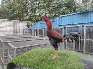 “BELUM LAYAK ABAR”SI BIMA 07″FULL LOCK BLOODLINE BOOMBER X BETINA MANEDAENG (BERVIDIO) SOLD OUT 