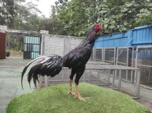 “TURUN BOX”SI ATHENA 07″BLOODLINE BLACKBULL KRATING(MR TELEEK PRANBURI FARM)X BETINA JAGUAR (BERVIDIO) SOLD OUT 