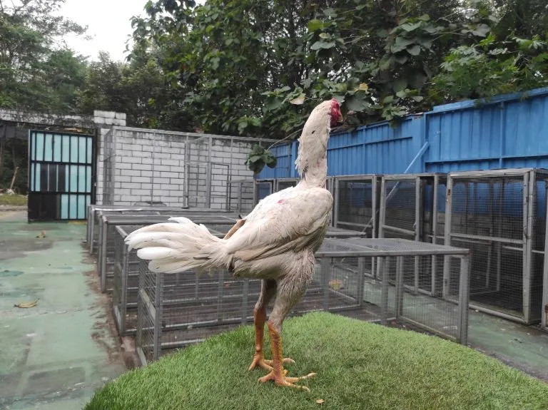 “BELUM LAYAK ABAR”HANOMAN 010″BLOODLINE WHITE KING X KAFAN lock brakot,pukulan perusak lawan”TULANGAN VVIP”(BERVIDIO) SOLD OUT 