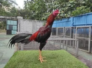 “TURUN BOX”HUNTER 03″BLOODLINE KRURUN X BETINA BELUT OLI super tekhnik & pukulan dor(BERVIDIO) SOLD OUT 