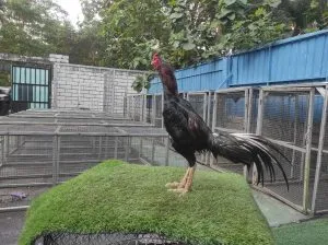 “BELUM LAYAK ABAR”SI ATHENA 08 BLOODLINE BLACKBULL KRATING(MR TELEEK PRANBURI FARM)X BETINA JAGUAR (BERVIDIO) SOLD OUT 