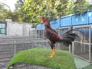 2X TEST”SUPER VVVIP “MARATHON”MALLOW SUPER KEBUT VALENTINO ROSI X BETINA MUSTANG 02 (BERVIDIO) SOLD OUT 