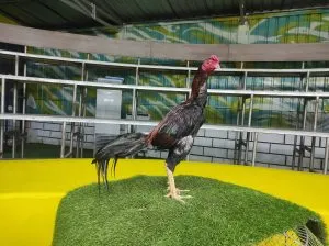 COLLECTION SUPER VVIP “HELIOS 06″BLOODLINE BLACKBULL KRATING (MR TELEEK PRANBURI FARM) X BETINA BLACKBULL RONIN (SAMEAW FARM MR MANOPH PHOTENG)(BERVIDIO) SOLD OUT 